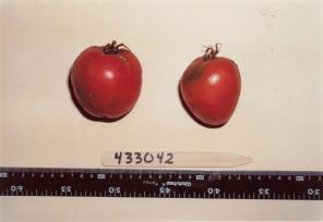 Click for 1 image(s) for this accession. FRUIT